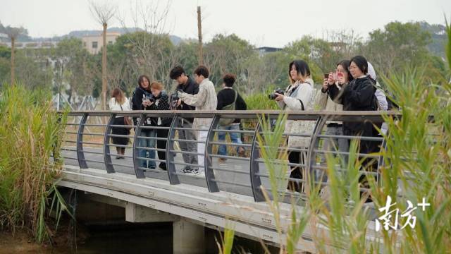 参加活动的学生在濠江区采风。
